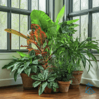 Top 10 indoor plants
