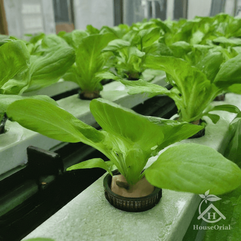 Picture of Hydroponics 101: Your Ultimate DIY Indoor Hydroponics Garden Blueprint ...