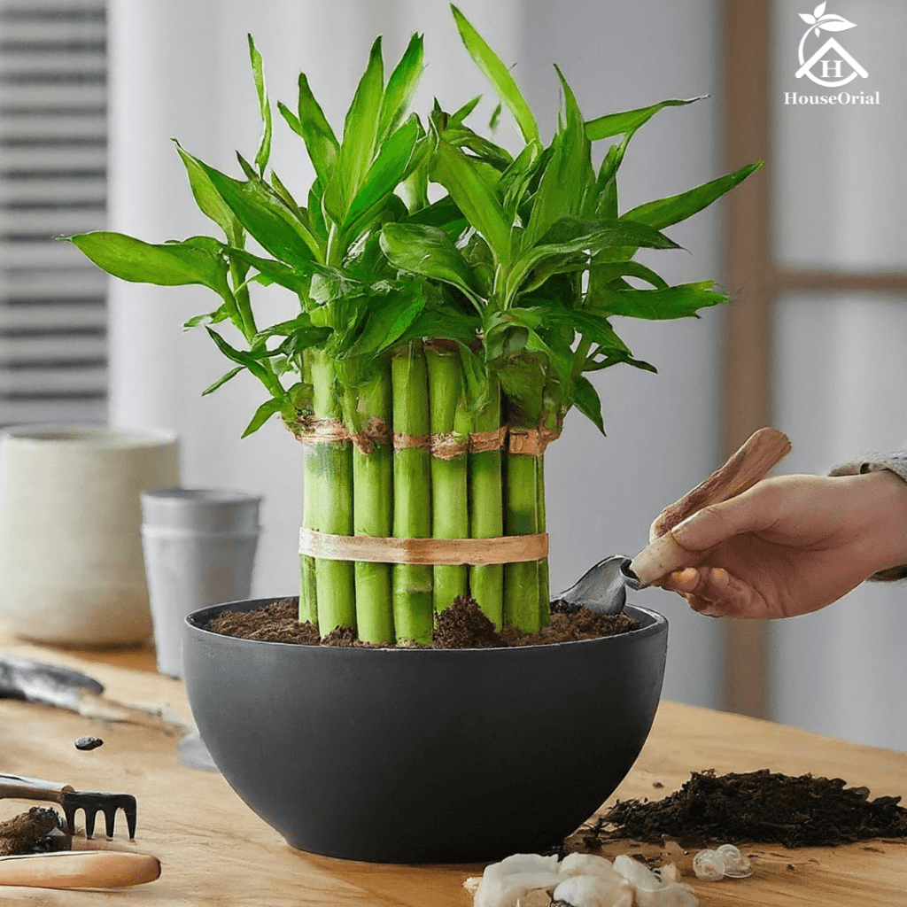 Can I Use Outdoor Soil for Indoor Plants? The Truth About Risks & Easy Solutions 10 Can I Use Outdoor Soil for Indoor Plants