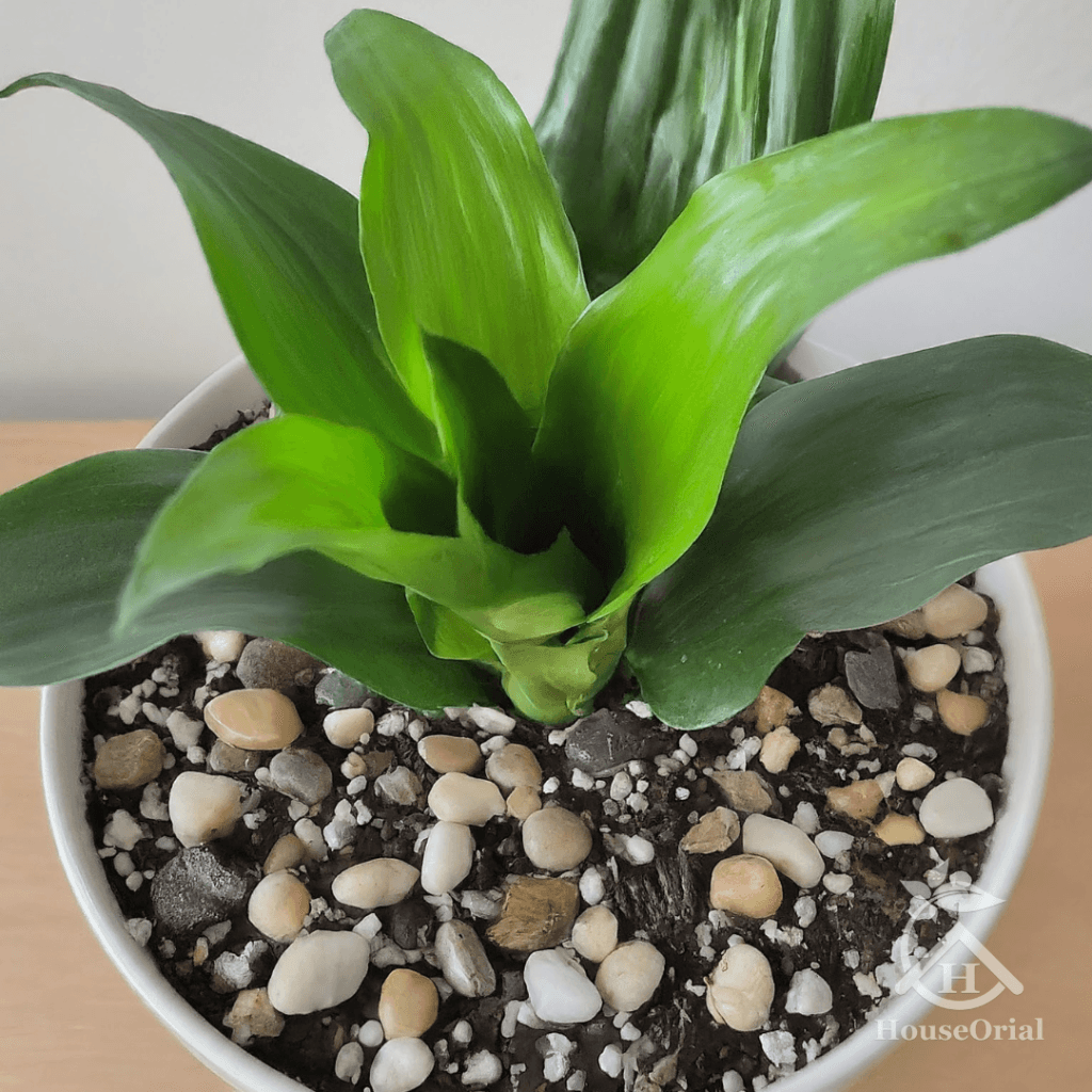 Soil Covers for Indoor Plants: 9 Stunning Ideas That Stop Root Rot & Look Expensive 14 Shiny polished river rocks and glass beads used as a luxurious top dressing on the soil of a potted houseplant, adding elegance while helping retain moisture and prevent soil splash.