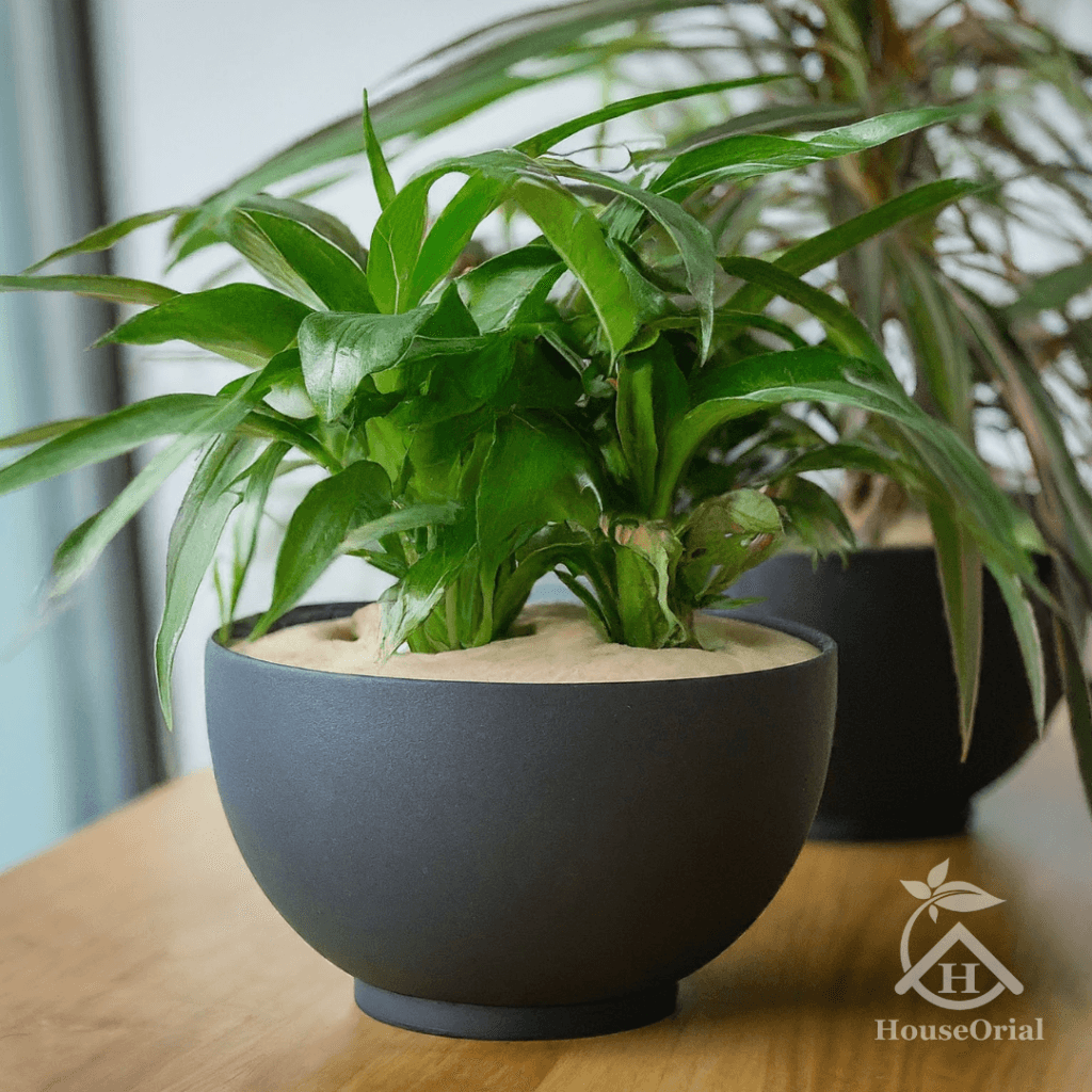 Soil Covers for Indoor Plants: 9 Stunning Ideas That Stop Root Rot & Look Expensive 13 Layer of coarse golden sand used as a decorative and functional top dressing on the soil of a potted succulent or cactus, promoting fast drainage and helping prevent root rot.