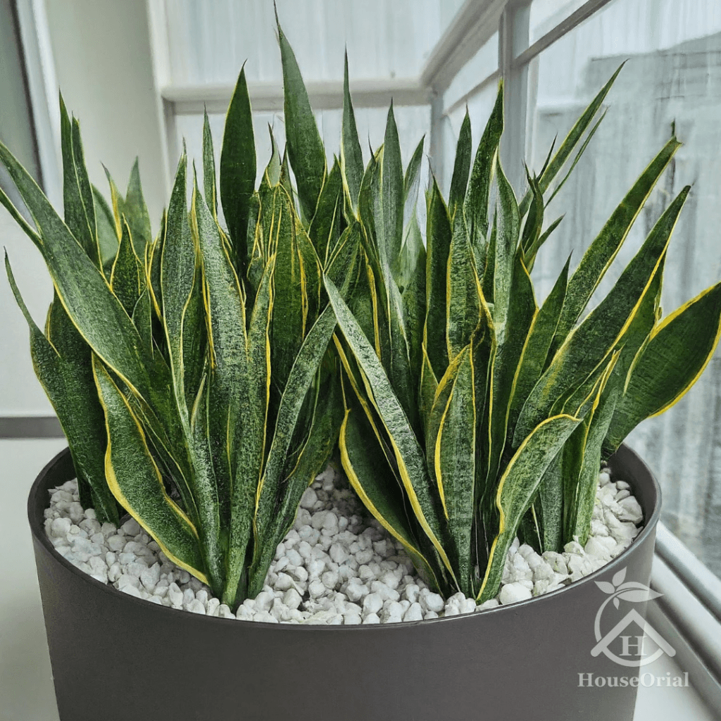 Soil Covers for Indoor Plants: 9 Stunning Ideas That Stop Root Rot & Look Expensive 12 Decorative Pebbles and Gravel Top Dressing for Indoor Plants.