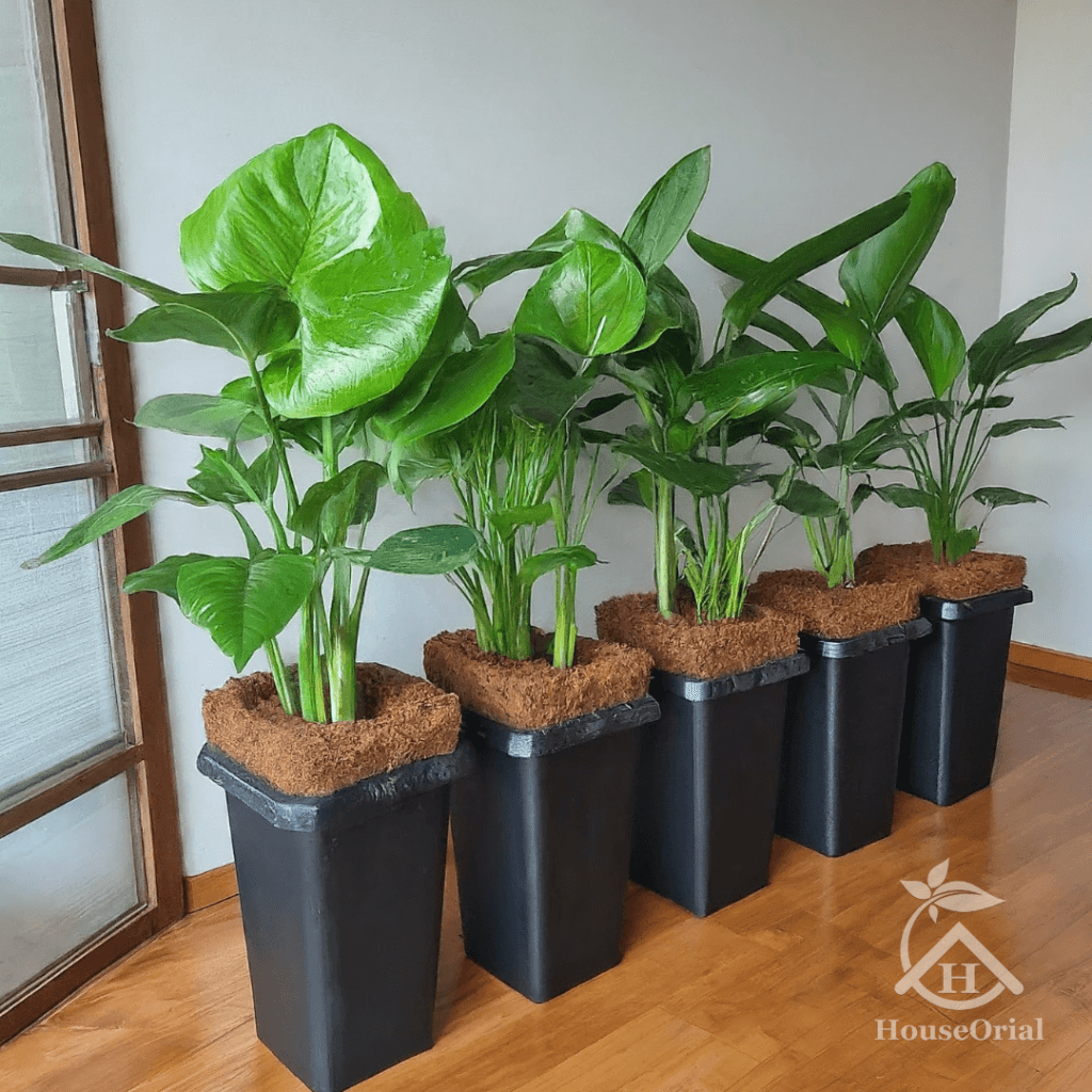 Soil Covers for Indoor Plants: 9 Stunning Ideas That Stop Root Rot & Look Expensive 11 Light brown coconut coir chips used as a decorative and functional top dressing on the soil of a potted plant, providing excellent moisture retention and aeration.