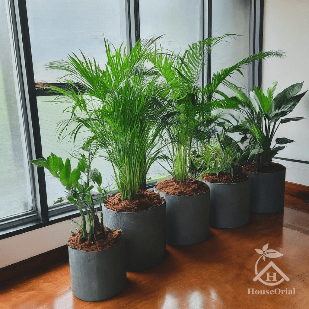 Soil Covers for Indoor Plants: 9 Stunning Ideas That Stop Root Rot & Look Expensive 10 Close-up of natural bark mulch covering the soil surface of a potted houseplant, retaining moisture and providing a rustic decorative finish.