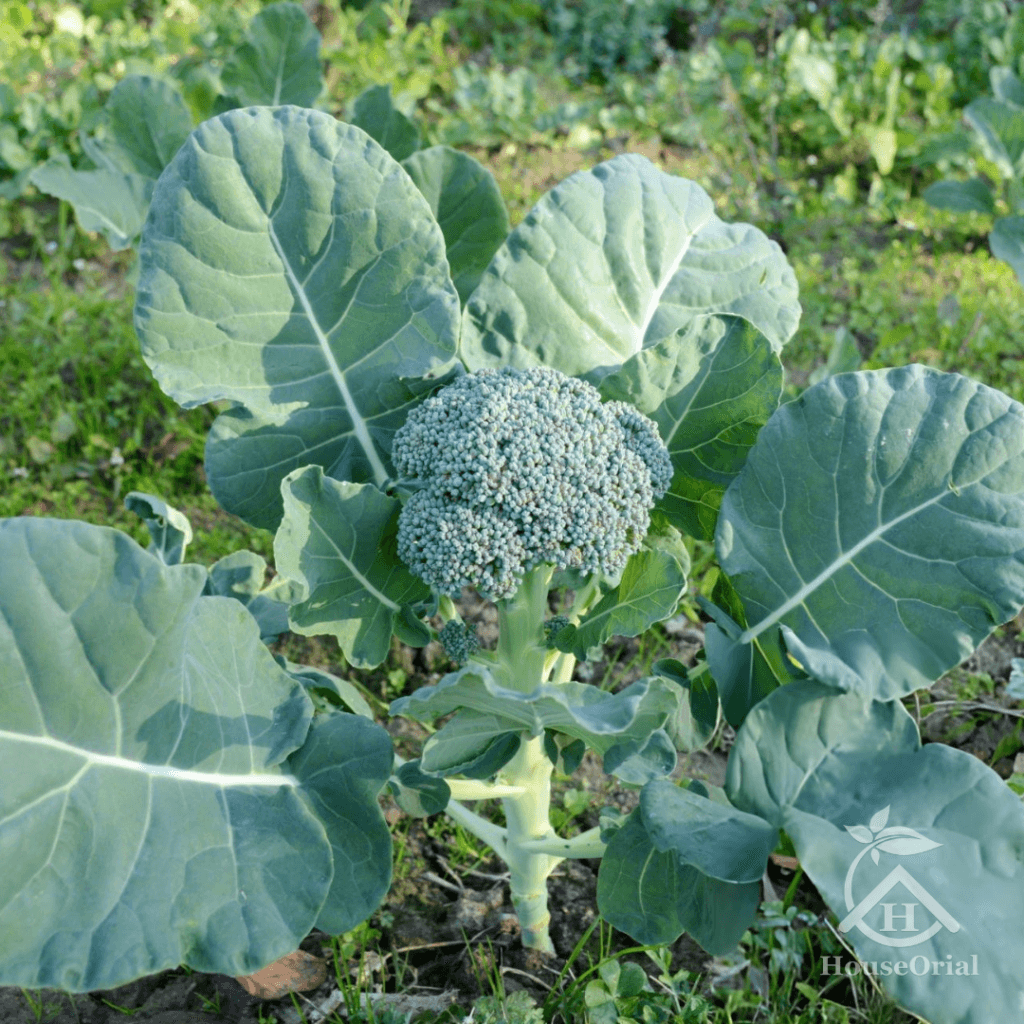 Broccoli – Winter Vegetables List