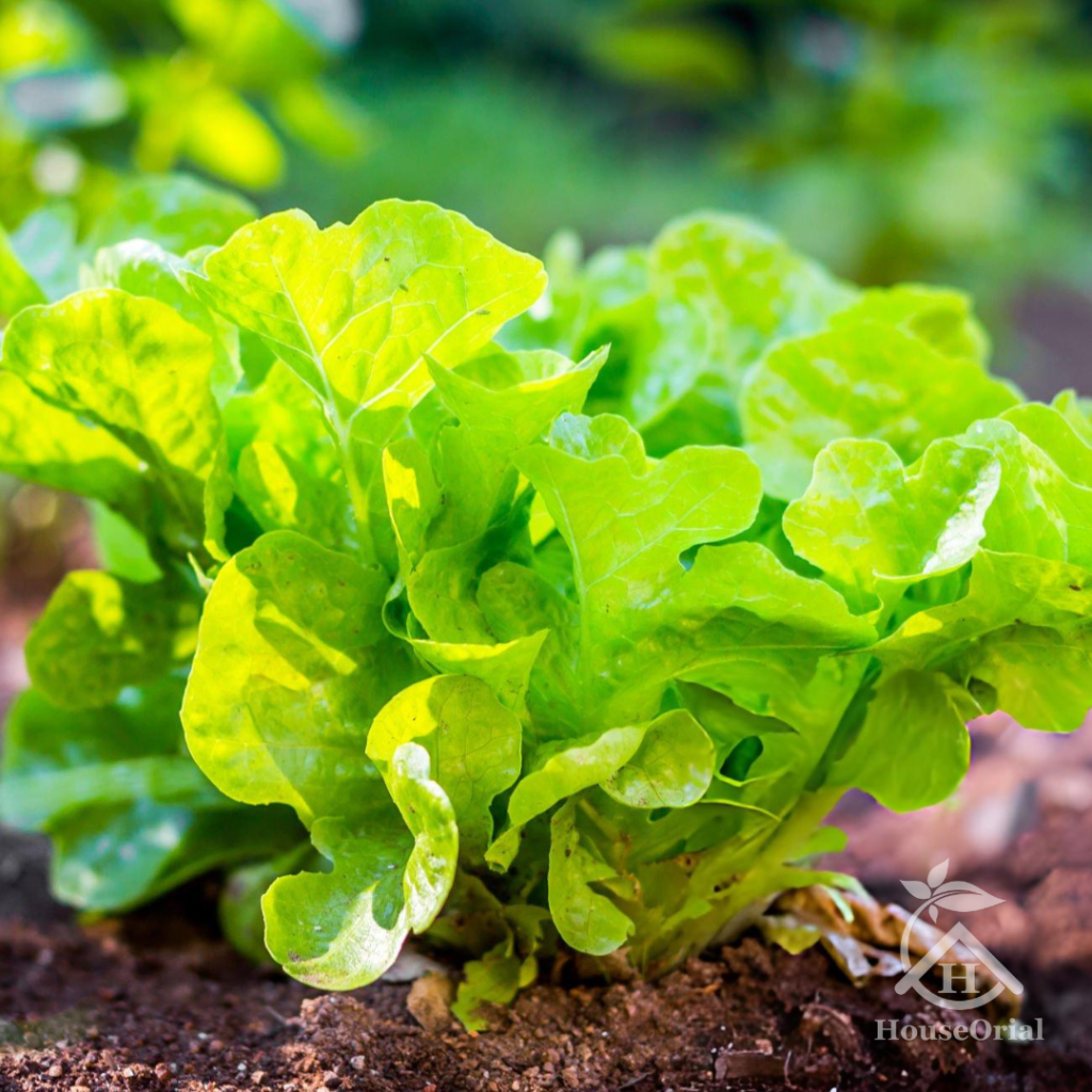 Lettuce – Winter Vegetables List