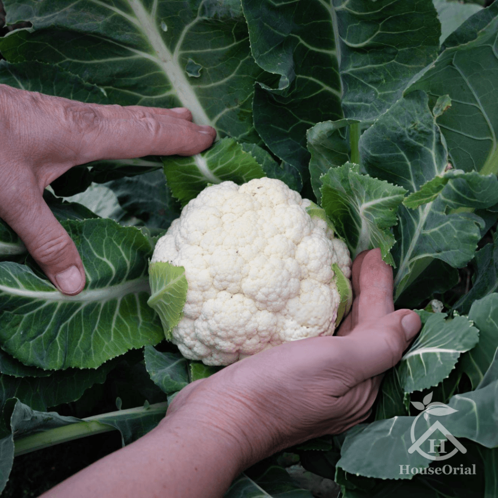 Cauliflower – Winter Vegetables List