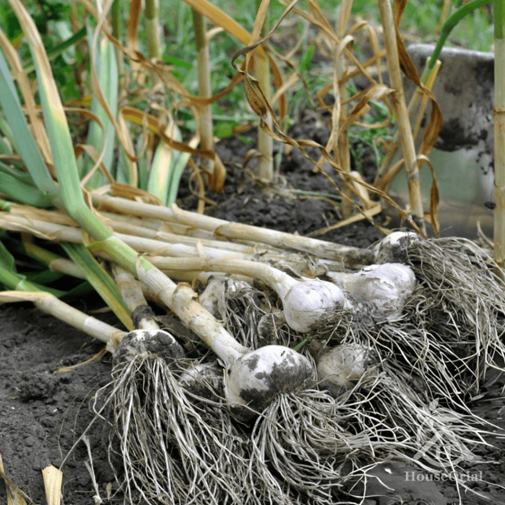 Garlic – Winter Vegetables List