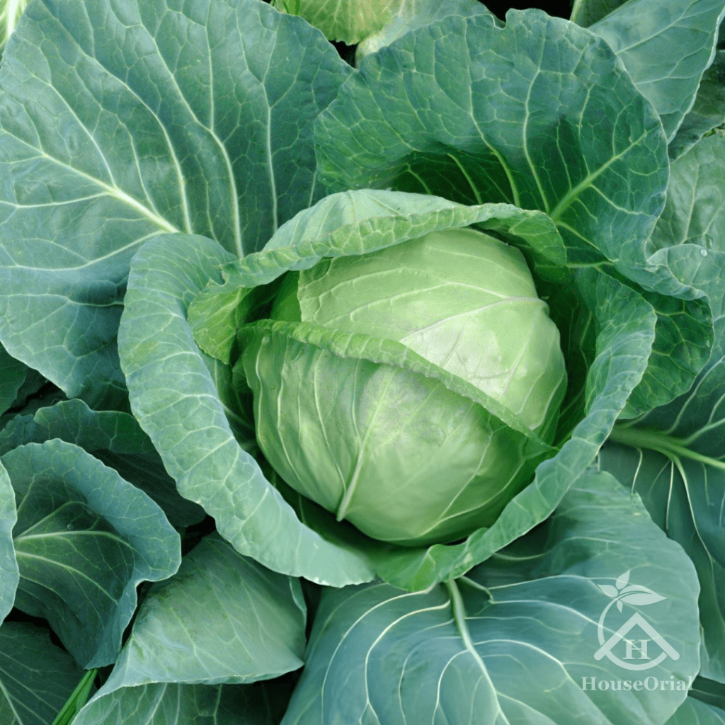 Cabbage – Winter Vegetables List