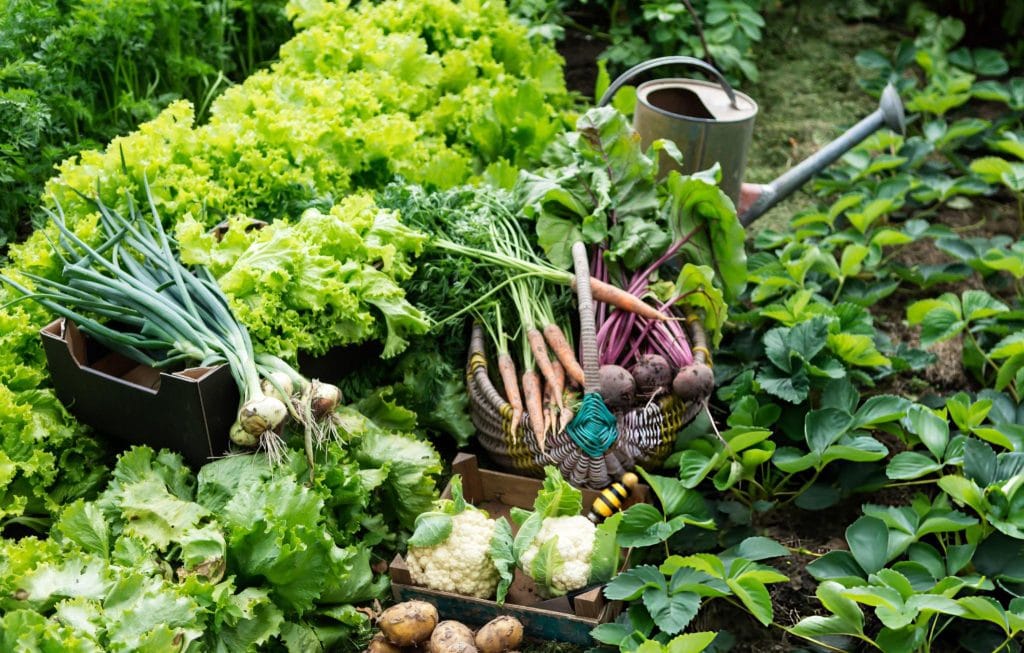 Winter Vegetables List