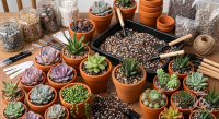 Ultimate Indoor Succulents Care Guide